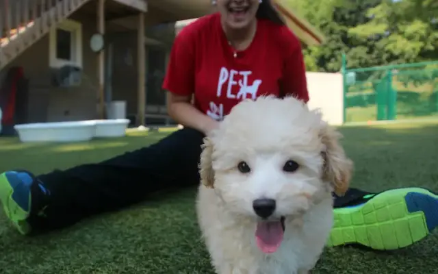 Pet N Play Luxury Pet Resort in Newburgh, NY