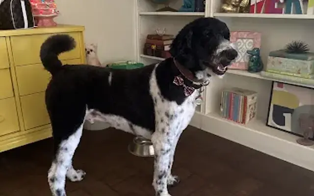 DapperTails Mobile Pet Grooming of East Texas in Tyler, TX