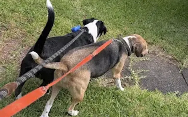 Walks n tailwags in Blackshear, GA