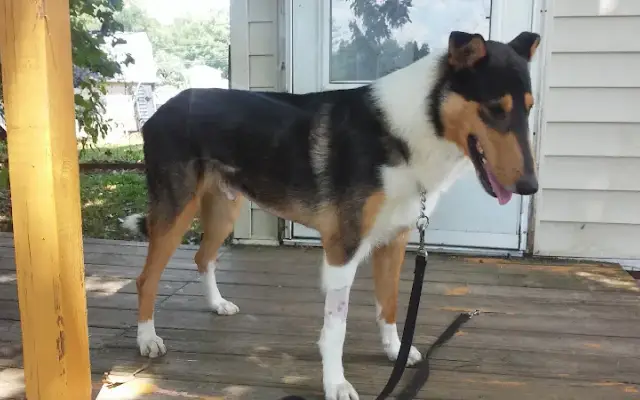 K 9 Grooming in Lyles, TN