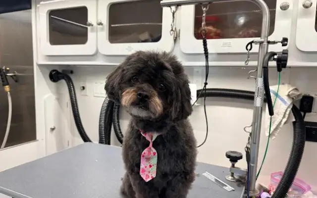 Zoomin Groomin in Hampstead, NC