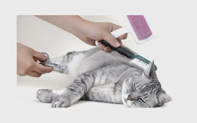 Angela's Pawsitively Perfect Grooming in Woodstock, GA