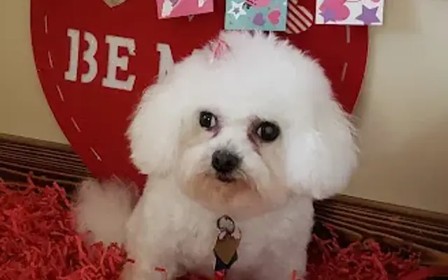 Puppy Love Grooming in Sandyville, OH