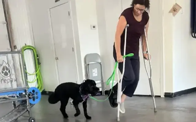 Andover Dog Training Center in Andover, KS