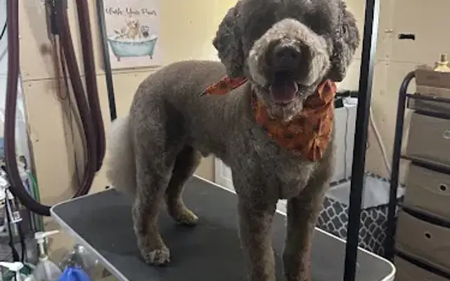 Fluffy Tails Grooming in Burnsville, MN