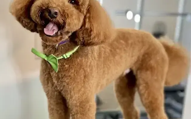 Furever Home Grooming, LLC in Brandon, FL