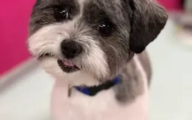 A Doggie Spa in Hendersonville, NC