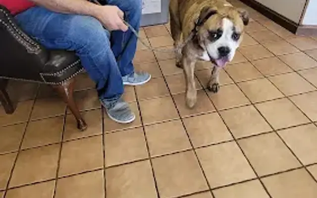 Mountain View Animal Hospital in Hickory, NC