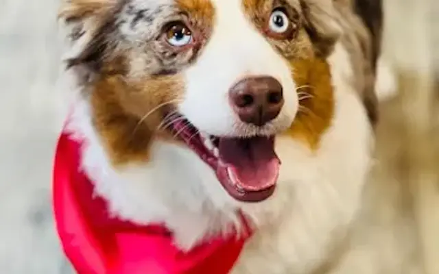 BowWow Pet Parlor in Albany, IN