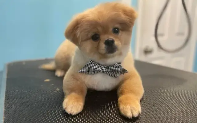 Willow Pet Grooming, LLC in Moncks Corner, SC