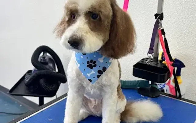 The Canine Co. NW in San Antonio, TX