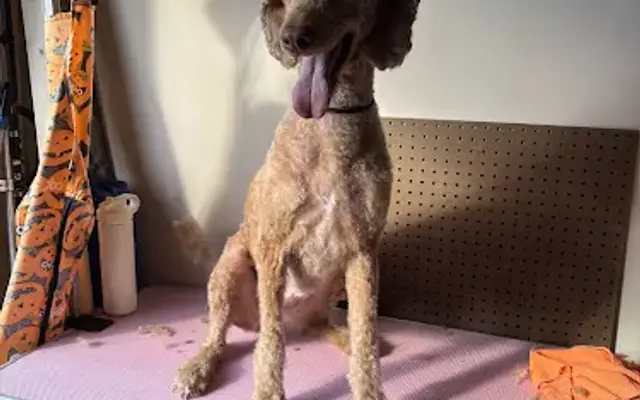 Bits and Berries Grooming Studio in McDonough, GA