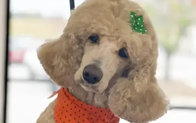 PAWSH Groom & Board in Russellville, AL
