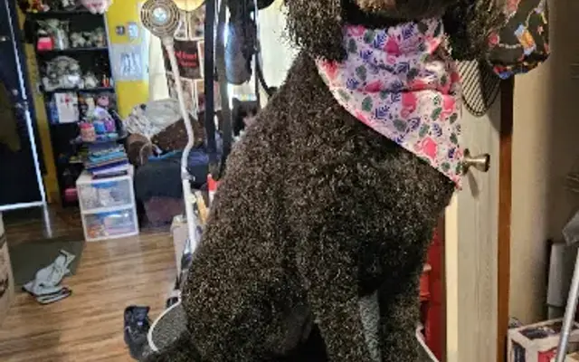 Frakenpup Cuts in Knoxville, TN