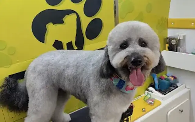 CosmoPAWlitan Pet Grooming in Miami, FL