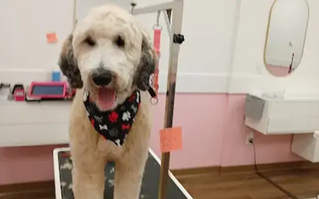 Pretty Puppies Pet Grooming in Moncks Corner, SC