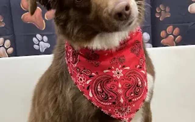 Dani's Pawsitive Vibes Pet Grooming in Greeley, CO