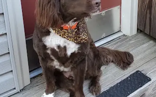 Jayla's Bark and Bubbles in Maumelle, AR
