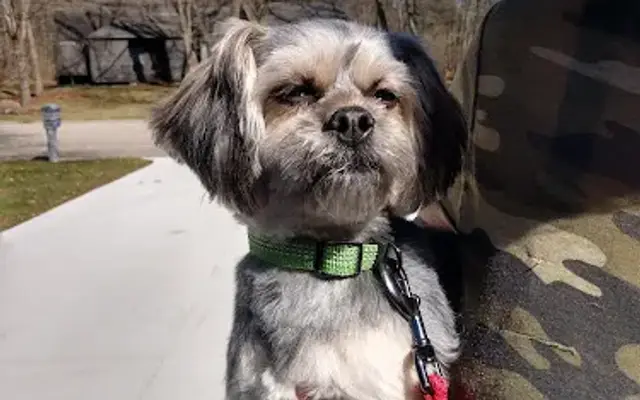 Happy Tails Grooming in Owosso, MI