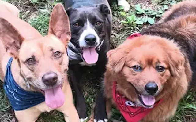Woofiephoofer's Grooming and Training in Weaver, AL