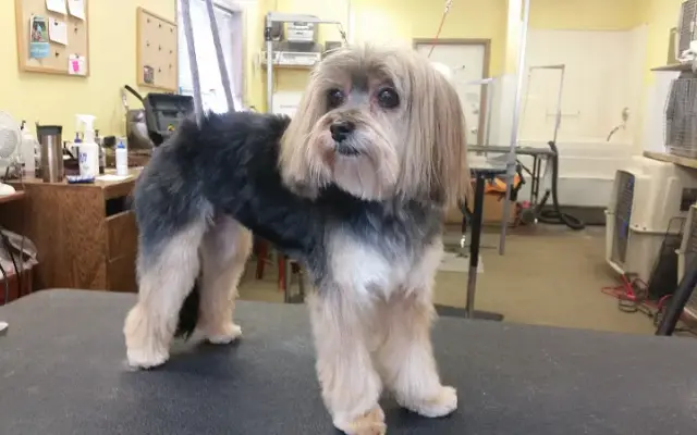 North Pine Pet Grooming in Becker, MN