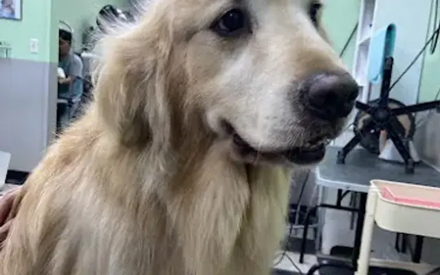 4 Pups Pet Grooming in Hermosa Beach, CA