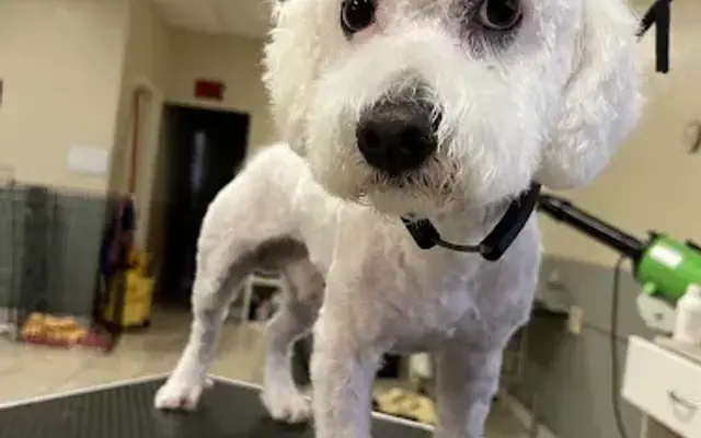 Liz's Pet Grooming in Compton, CA