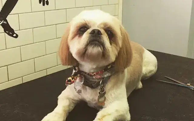 Best Friends Dog Grooming in Boonton, NJ