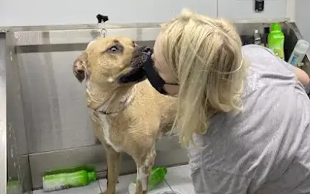 Ufetcha Mobile Grooming in Knightdale, NC