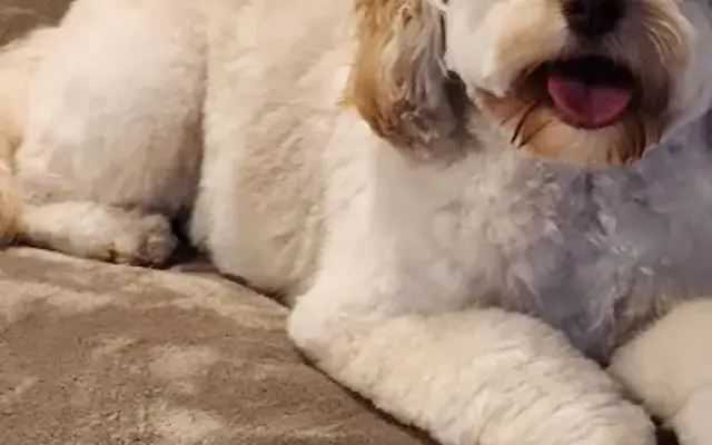 Paw Spa’s Mobile Pet Grooming in Fairfax, VA
