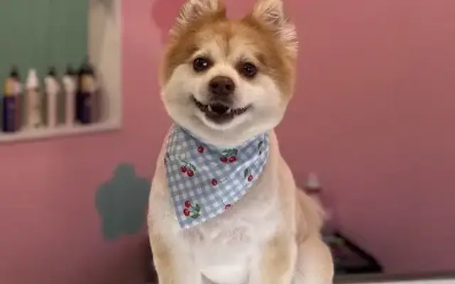 The Paw Spa Pet Grooming in Rockledge, FL