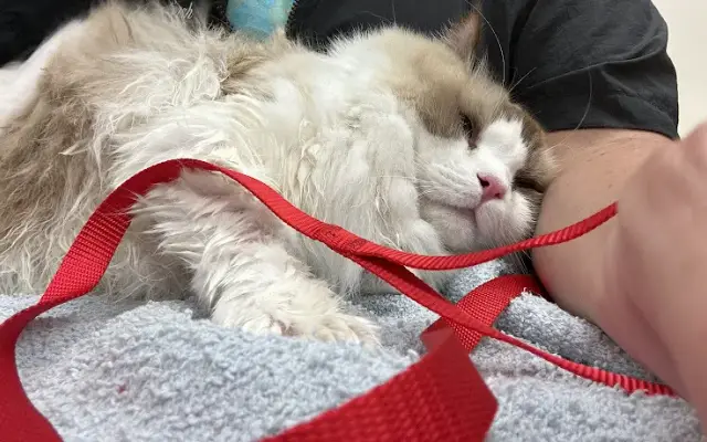 Fluffy and Fang Pet Grooming in Northampton, PA