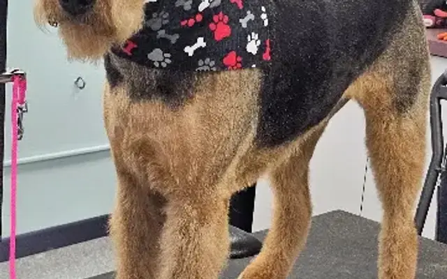Safe & Sound Grooming in Molalla, OR