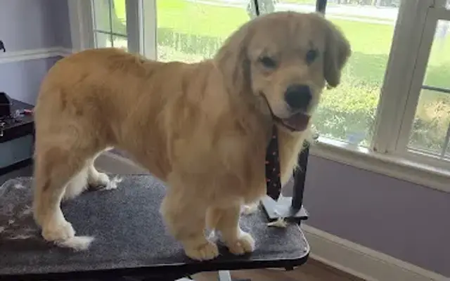 Jessie's Pet Grooming in Peachtree City, GA