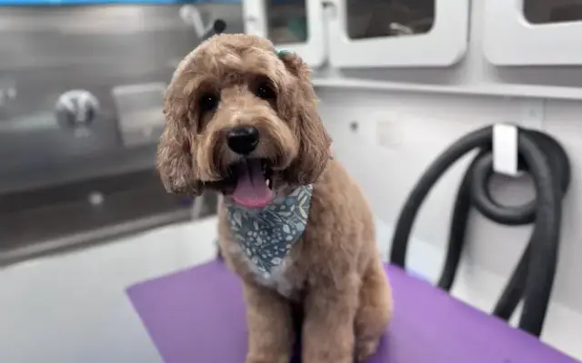 Groomer Has It in St Bernard, OH