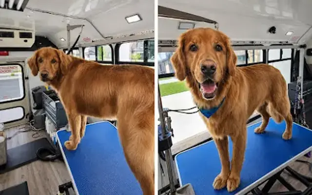 Salty Dog Mobile Grooming in Ogden, UT