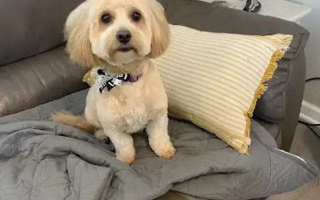 Melissa's dog grooming in Bradenton, FL