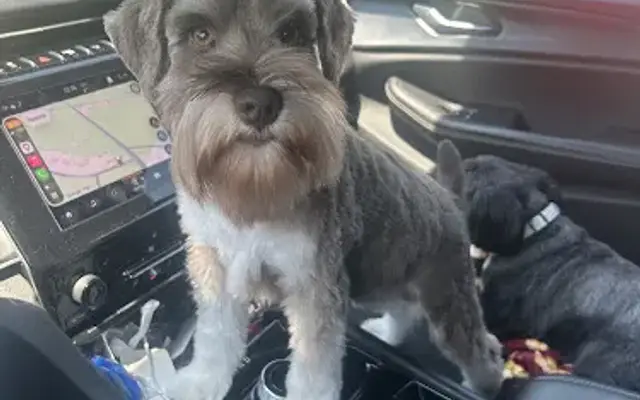 Groomery in Loris, SC