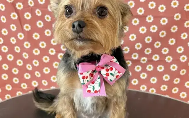 Lady In Pink Grooming in Georgetown, TX