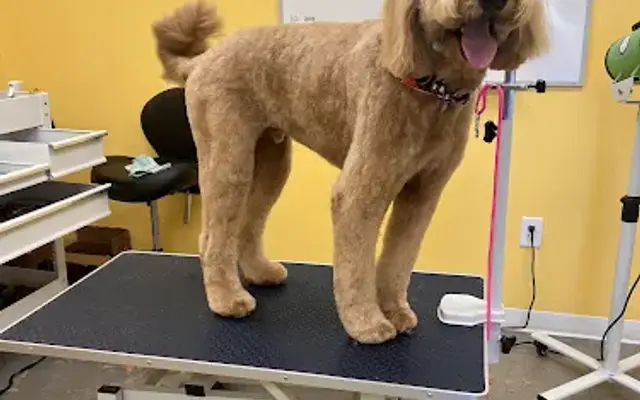 Bark Avenue Dog Grooming, LLC in Zebulon, GA