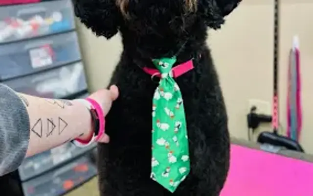 Pet Supplies Plus Troy Grooming in Troy, NY