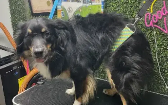 Zen Den Moblie Dog Grooming in Port Charlotte, FL