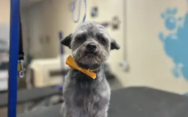 Pawfectly Pampered in Aurora, CO