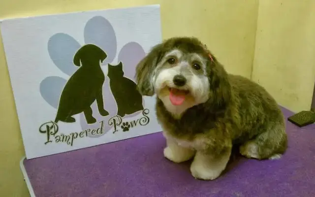 Pampered Paws NY in Brooklyn, NY