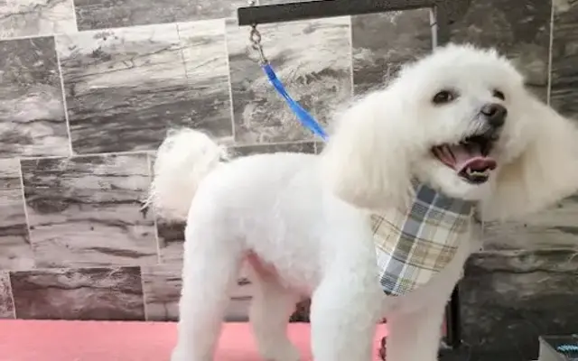 Dogs Gone Dapper in Taylorsville, UT