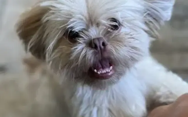 Haute Dog Pet Spa - Dog Grooming, Dog Bathing in Lakeway, TX