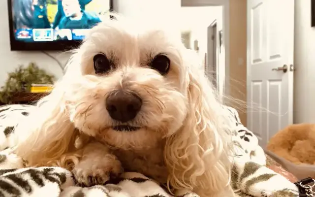 Pawsitively Beautiful Pet Grooming, LLC in Grawn, MI