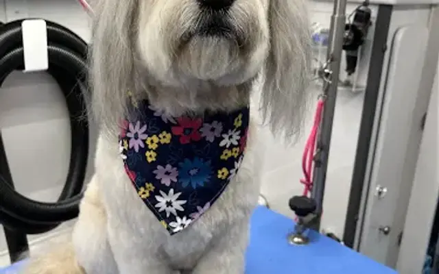 Stylish Woofs Mobile Dog Grooming in Granite Bay, CA