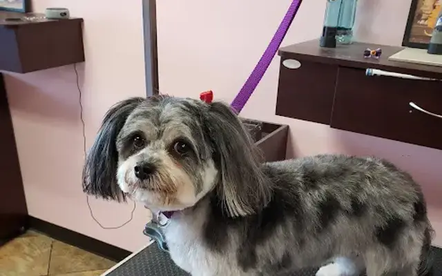 Profeschanel Pet Salon, LLC in Houston, TX