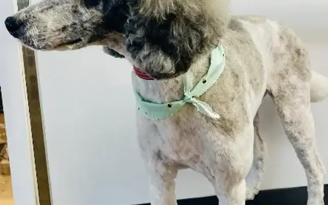 Muddy Pup Grooming in North Richland Hills, TX